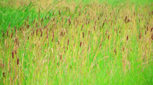 Serene cattails swaying gently in a lush green wetland meadow during summer breeze