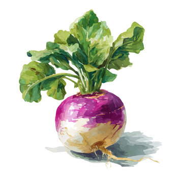 Turnip, isolated watercolor element on white background