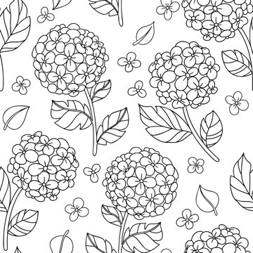 Seamless vector pattern. Illustration with hydrangeas. Coloring book.