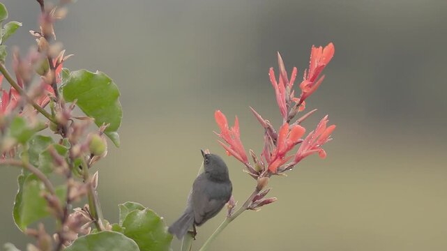 A black flowerpiercer feeding on Indian shot flower under a soft rain