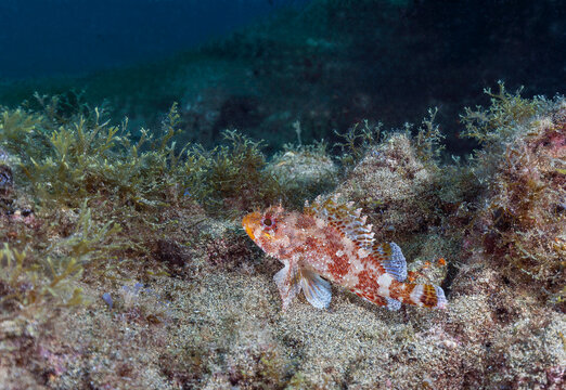 Undersea view of Madeira rockfish (Scorpaena maderensis)