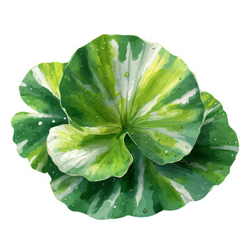 Watercolor clipart of Water Lily Leaf, isolated on white background
