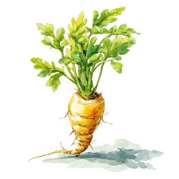 Yellow Root, watercolor illustration isolated on white background
