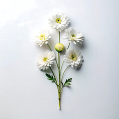 Obraz premium A beautiful bouquet of white chrysanthemum flowers arranged symmetrically on a clean white background for minimalist floral design