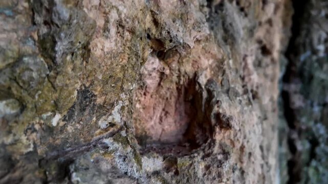 Xemxija, Malta 29.07.2026 - Heritage trail, Roman Baths, shelf like cut in the stone Dark cave walls show rough, textured surfaces. Greenish moss grows on damp, uneven stone. Light filters through nar