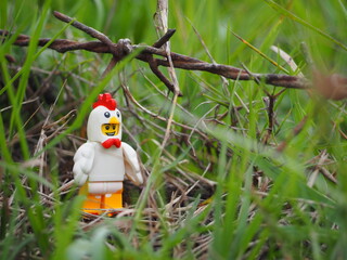 Fototapeta premium Indonesia - November 27, 2019 : Mini toy of action figure at grassland with blurred background. Toy photography concept. Chicken at outdoor with green grass conceptual design.