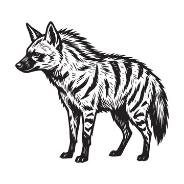Striped Hyena Wildlife Illustration in Woodcut Engraved Relief Carved Printmaking Style
