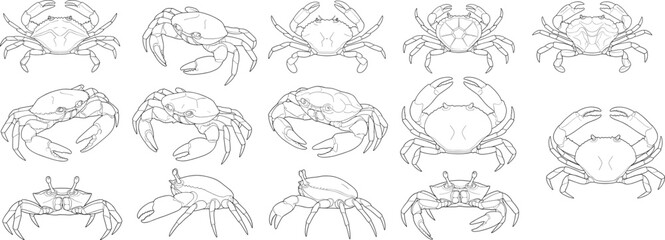 Fototapeta premium Crab Species Line Drawing Vector Collection with Marine Wildlife and Seafood Illustrations
