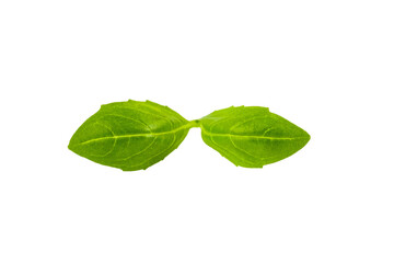 Green basil leaves isolated on white background © reddish