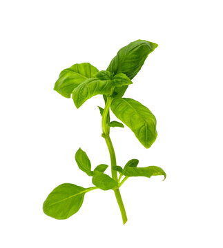 Fresh basil sprig on white background