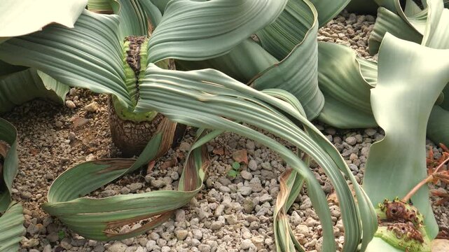 Dessert Devil or Welwitschia succulent plant
