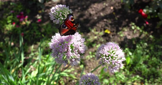 Beautiful peacock butterfly sitting on blooming purple chive flower. Aglais io feeding on nectar in sunny green garden closeup. Wildlife insect pollination process on blossom plant background.