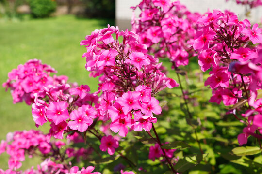 Vibrant pink phlox paniculata flowers blooming in sunny garden. Beautiful summer blossoms growing on lush green bush background in bright light. Elegant botanical floral details.