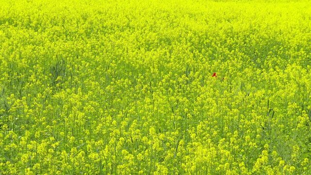 Rapeseed on Summer Field