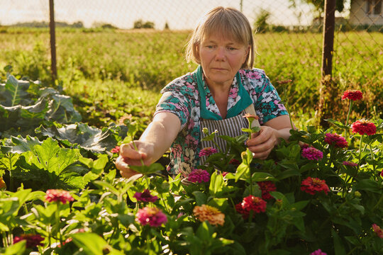 A woman tends to colorful flowers in her backyard garden. The sun sets in the background, shining on the fields and plants around her