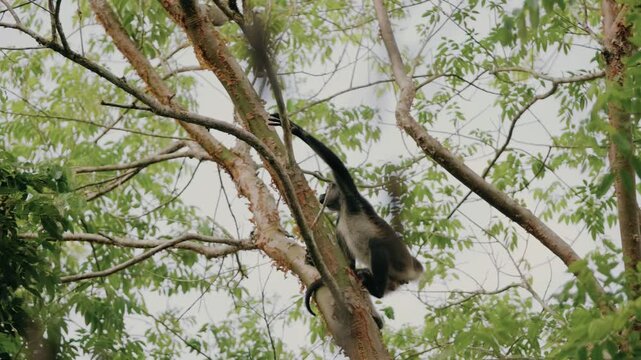 Howler monkey agilely climbs high branches surrounded by dense green foliage near the Tikal Mayan ruins, Maya Biosphere Reserve, Guatemala. Bright daylight, wide angle captures wild motion.