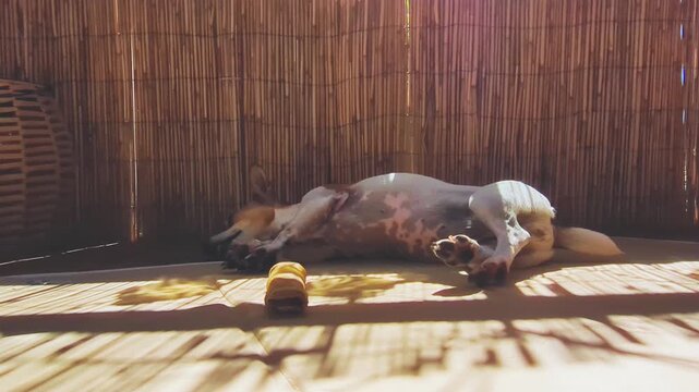 Jack Russell Terrier lies on a sunny balcony floor beside a chew toy, panting and relaxing in striped light.