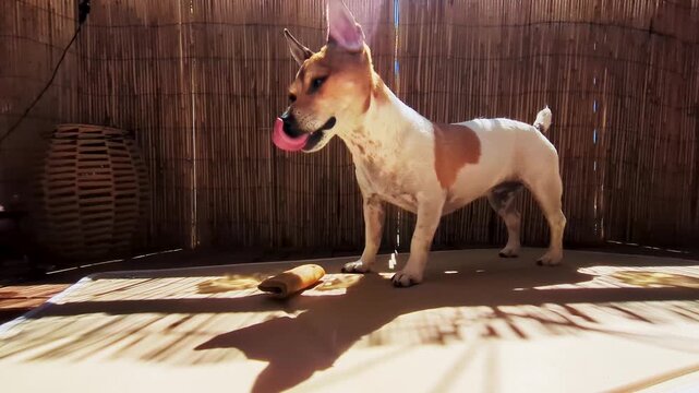 Small Jack Russell Terrier shifts from standing to lying down on a sunny balcony mat, panting beside a chew toy and bamboo screen.