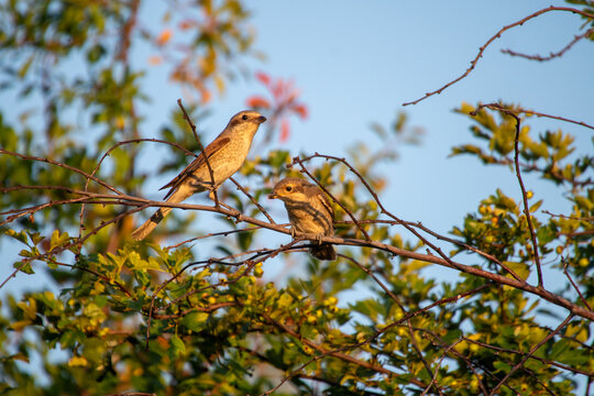 Neunt&ouml;ter-Weibchen mit Jungvogel auf Wei&szlig;dornast - Ein Neunt&ouml;ter-Weibchen (Lanius collurio) sitzt gemeinsam mit einem frisch fl&uuml;ggen Jungvogel auf einem Wei&szlig;dornast. Nat&uuml;rliche Szene w&auml;hrend der Brutp