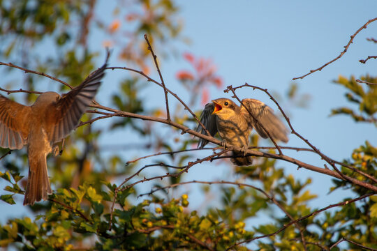 Neunt&ouml;ter-Weibchen bringt Jungvogel Nahrung im Flug - Ein Neunt&ouml;ter-Weibchen (Lanius collurio) sitzt gemeinsam mit einem frisch fl&uuml;ggen Jungvogel auf einem Wei&szlig;dornast. Nat&uuml;rliche Szene w&auml;hrend der Br
