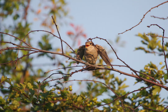 Bettelnder Neunt&ouml;ter-Jungvogel wartet auf F&uuml;tterung - Ein frisch fl&uuml;gger Neunt&ouml;ter (Lanius collurio) sitzt mit ge&ouml;ffnetem Schnabel auf einem Ast und wartet auf die R&uuml;ckkehr eines Altvogels mit Nahrung