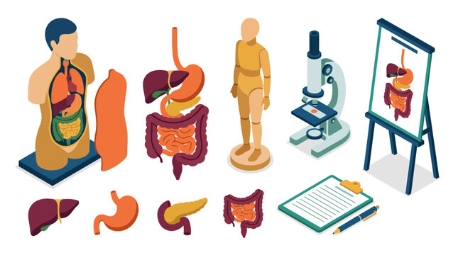 Comprehensive medical illustration showcasing human anatomy digestive system with educational models and laboratory tools for