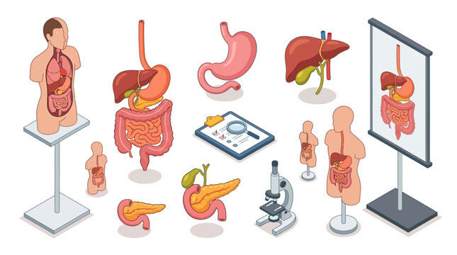 comprehensive illustration of human digestive system anatomy with detailed organs and medical tools for educational purposes
