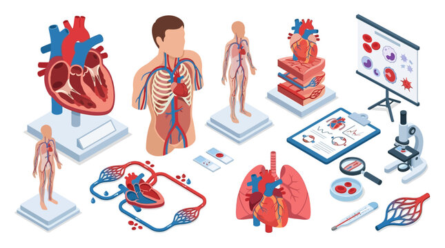 comprehensive educational illustration showcasing human anatomy with detailed organs including heart lungs and circulatory