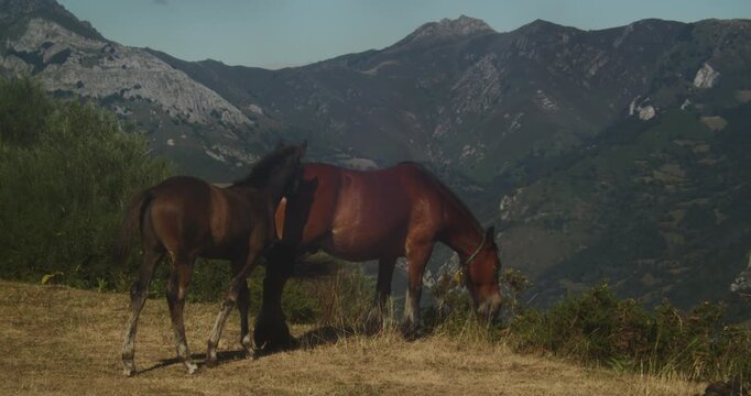 A mare and her foal graze peacefully on a mountain ridge in Asturias, Spain. This cinematic shot captures authentic nature and wildlife during the golden hour.