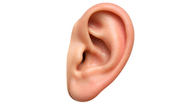 Human ear pinna anatomy isolated on white background
