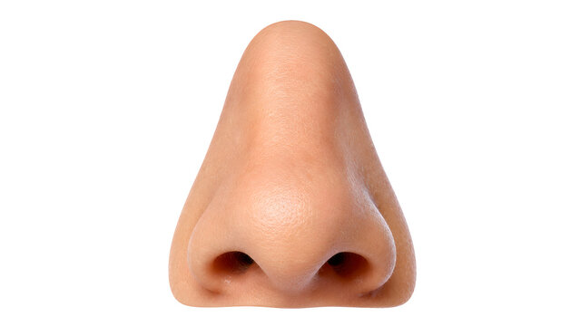 Human nose isolated on white background
