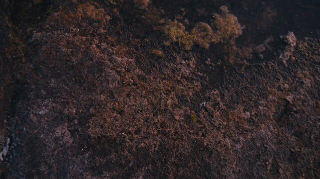 Extreme close-up of weathered coastal rock covered with natural lichen and organic textures. The camera slowly pulls back, revealing intricate geological patterns and creating a calm, cinematic nature