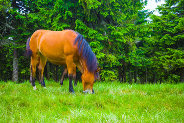 brown horse graze on the green forest glade © Yuriy Kulik