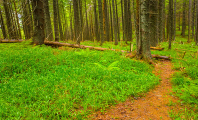 ground road among the green forest © Yuriy Kulik
