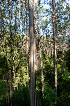 Eucalyptus forest in Great Otway National Park, Australia