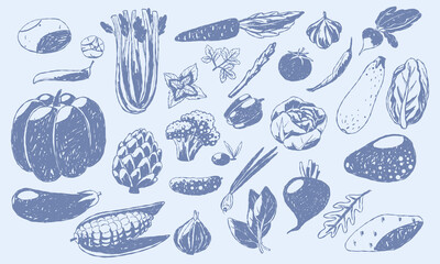 Obraz premium Hand drawn illustration set of whole fresh vegetables, roots and green herbs including pumpkin, corn, celery, broccoli, avocado, beetroot, artichoke and cabbage. Flat contour artwork, perfect