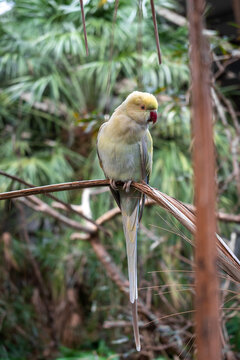 Rose-ringed parakeet perched on a branch on Kangaroo Island, Australia