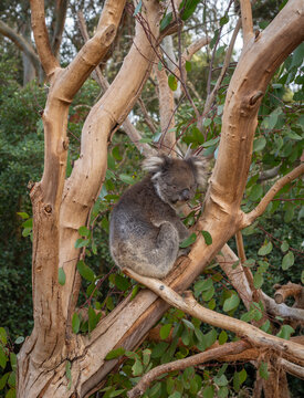 Two koalas resting on tree branches in Kangaroo Island, Australia