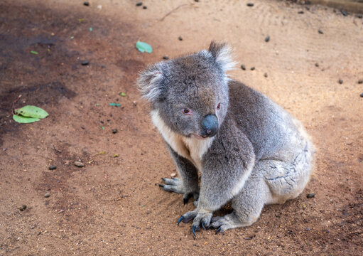 Koala sitting on a bed of dry leaves on Kangaroo Island