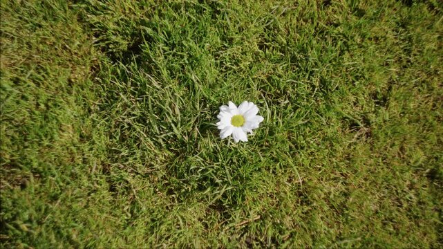 A small white daisy rests in sunlit green grass with a softly blurred background.