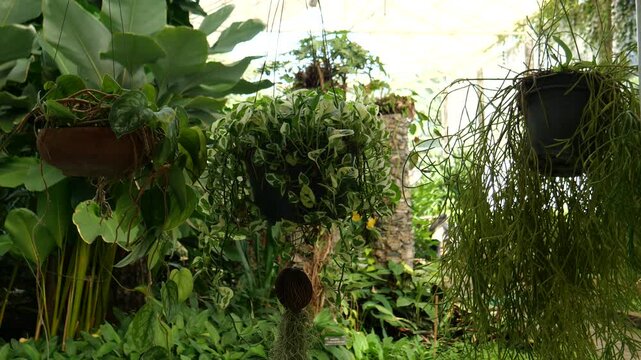 Hanging variegated plants in tropical botanical garden