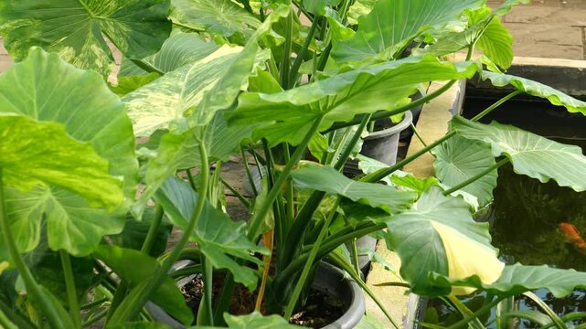 Variegated elephant ear plants 