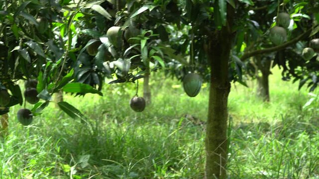Green unripe mangoes hanging from trees in a lush orchard