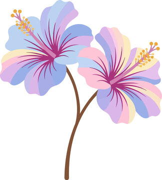 Hibiscus flower illustration isolated on white background