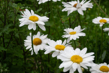 Obraz premium White daisies with yellow centers covered in water droplets after rain. Lush green stems and soft light create a fresh summer meadow mood. Great for nature backgrounds.