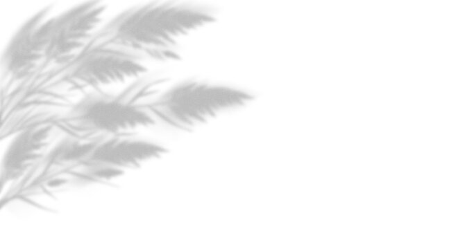 Soft shadow of pampas grass leaves cast on a surface creating a minimalist aesthetic and natural organic texture