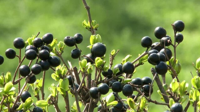 4K Sloe in Spring