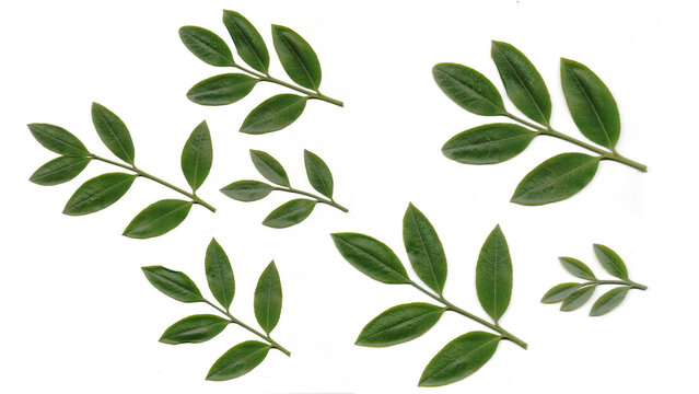 Isolated green Mahogany tree fresh leaflet bush shrub cutout on transparent background