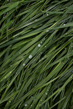 Vertical view of wet green grass blades covered in water droplets after a rain shower. The dark background and fresh moisture create a moody botanical texture. Ideal for nature backgrounds.