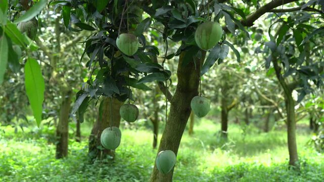 Unripe green mango fruits hanging on tree in orchard